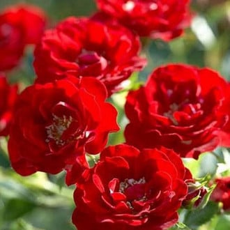 Роза канадская Аделаида Худлесc изображение 5