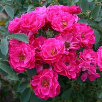 Роза канадская Джон Франклин изображение 4