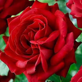 Роза канадская Катберт Грант изображение 4