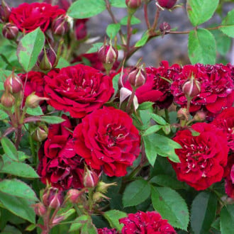 Роза канадская Морден Аморетте изображение 1
