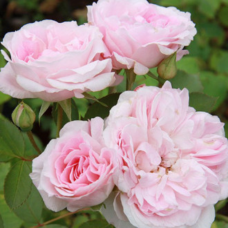 Роза канадская Морден Блаш изображение 5