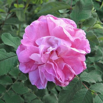 Роза канадская Свит Аделин изображение 6
