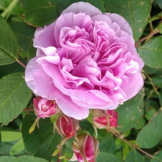 Роза канадская Тереза Багнет изображение 4