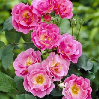 Роза канадская Вильям Баффин изображение 6