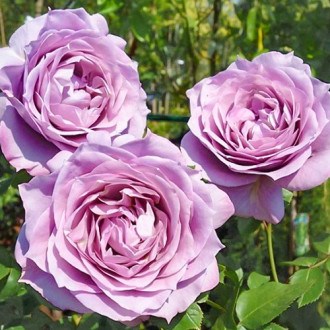 Роза чайно-гибридная Новалис изображение 3