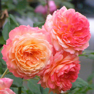 Роза парковая АндреТюрка изображение 3