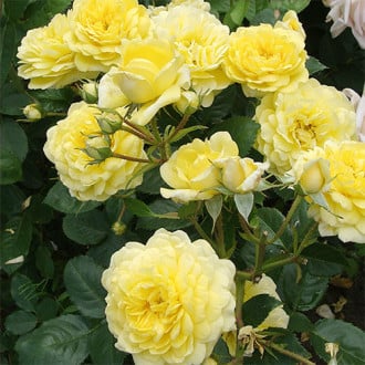 Роза флорибунда Анни Дюпрей изображение 2