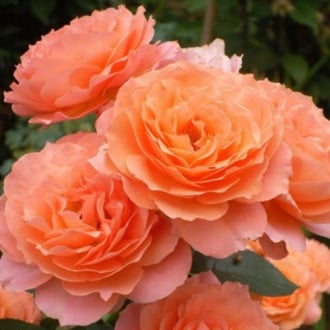 Роза парковая Бельведер изображение 3