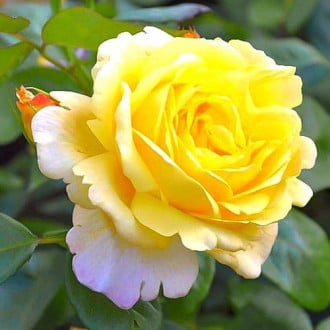Роза парковая Чайнатаун изображение 3