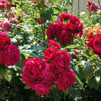 Роза парковая Дино де Лаурентис изображение 5