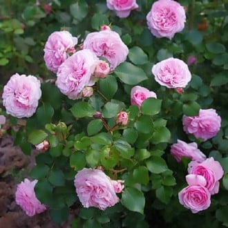 Роза парковая Дитер Мюллер изображение 4