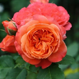 Роза парковая Эмильен Гийо изображение 3