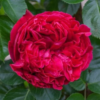 Роза парковая Эрик Таберли изображение 1
