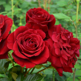 Роза парковая Изабель Ренессанс изображение 1