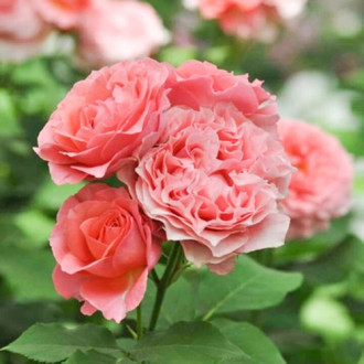 Роза парковая Корал Желе изображение 4