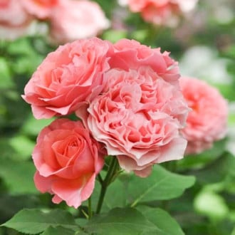 Роза парковая Корал Желе изображение 5