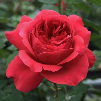 Роза парковая Рубан Руж изображение 1