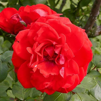 Роза парковая Шалом изображение 1