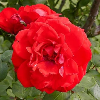 Роза парковая Шалом изображение 6