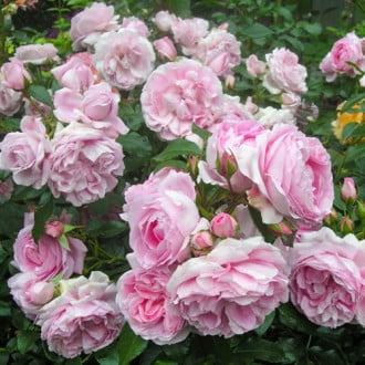 Роза парковая Синдерелла изображение 6