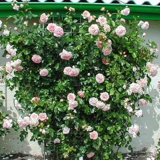 Роза плетистая Амаретто изображение 1