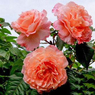 Роза плетистая Барок изображение 6