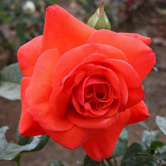 Роза плетистая Бионда изображение 5