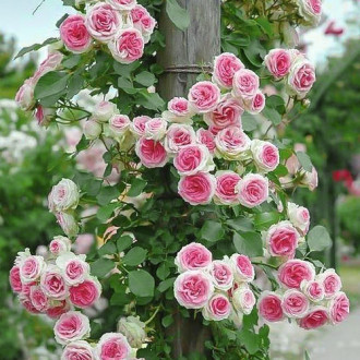 Роза плетистая Эден Роуз изображение 4