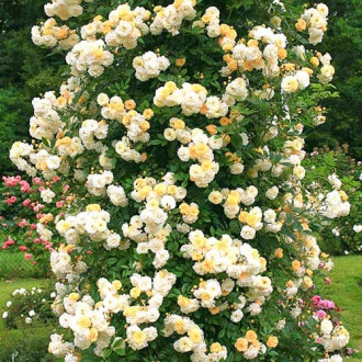 Роза плетистая Гислен де Фелигонд изображение 4