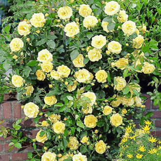 Роза плетистая Голден Шауэрс изображение 2