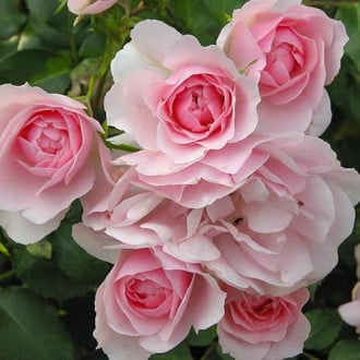 Роза плетистая Клайминг Боника изображение 2