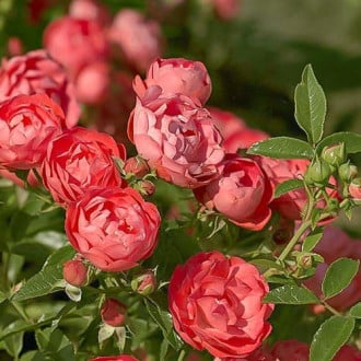 Роза плетистая Клайминг Оранж Морсдаг изображение 2