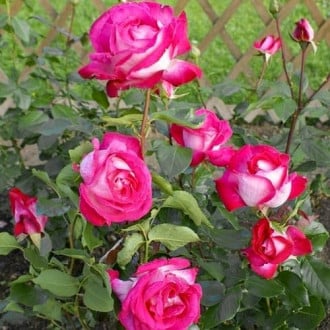 Роза плетистая Клайминг Роуз Гауди изображение 6