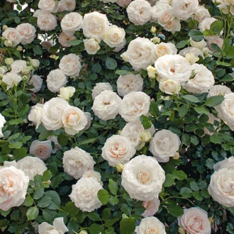 Роза плетистая Клайминг Вайт изображение 6