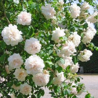 Роза плетистая Мадам Альфред Карье изображение 3