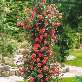 Роза плетистая Метанойя изображение 3