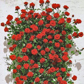 Роза плетистая Мушимара изображение 4