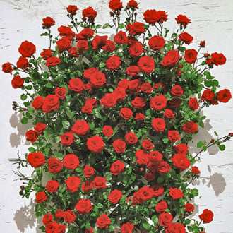 Роза плетистая Мушимара изображение 6