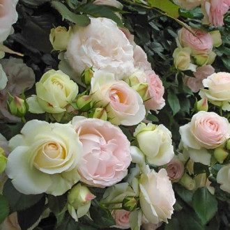 Роза плетистая Пале Рояль изображение 4
