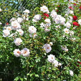 Роза плетистая Пенни Лейн изображение 4