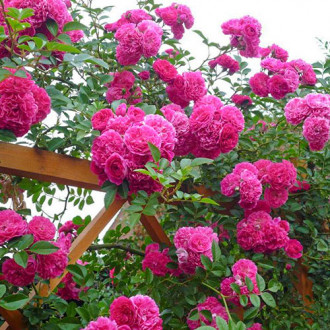 Роза плетистая Пинк Мушимара изображение 1