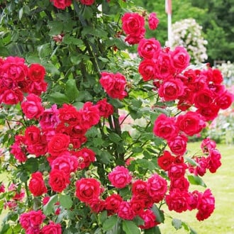 Роза плетистая Пол Кармин изображение 2