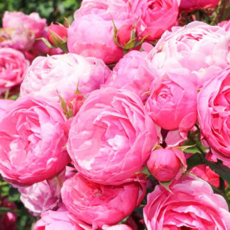 Роза флорибунда Помпонелла изображение 1