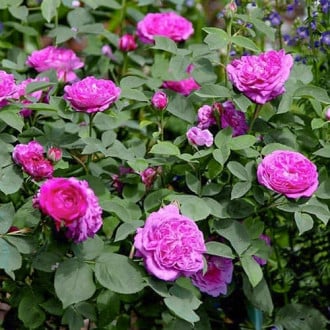 Роза плетистая Рейн де Виолетт изображение 3