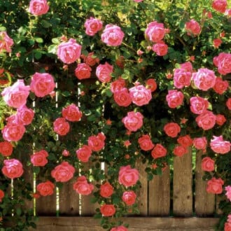 Роза плетистая Розовая жемчужина изображение 4
