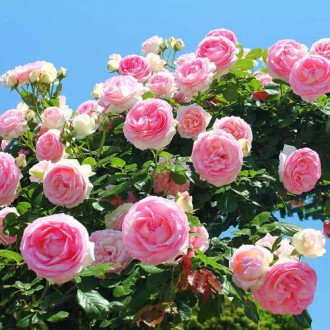 Роза плетистая Розовая крупная изображение 2