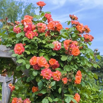 Роза плетистая Вестерленд изображение 1