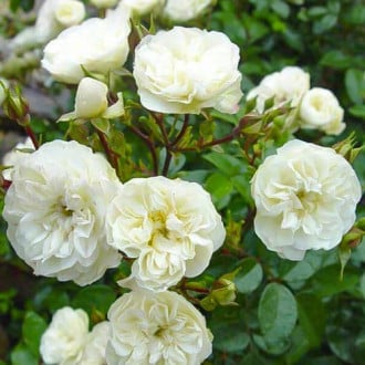 Роза почвопокровная Грин Айс изображение 2
