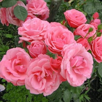 Роза почвопокровная Мирато изображение 4