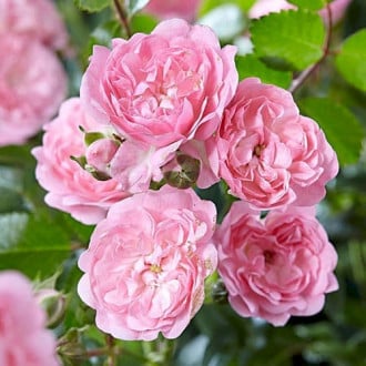 Роза почвопокровная Пинк Фэйри изображение 1